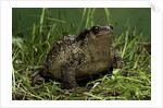Bufo bufo (european toad, common toad) by Anonymous