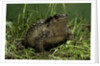 Bufo bufo (european toad, common toad) by Anonymous