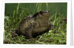 Bufo bufo (european toad, common toad) by Anonymous