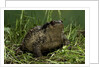 Bufo bufo (european toad, common toad) by Anonymous