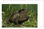 Bufo bufo (european toad, common toad) by Anonymous