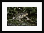 Bufo bufo (european toad, common toad) by Anonymous