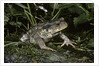Bufo bufo (european toad, common toad) by Anonymous