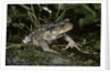 Bufo bufo (european toad, common toad) by Anonymous