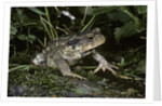 Bufo bufo (european toad, common toad) by Anonymous