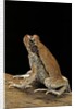 Schismaderma carens (red toad) by Anonymous