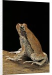 Schismaderma carens (red toad) by Anonymous
