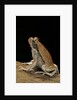 Schismaderma carens (red toad) by Anonymous