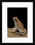 Schismaderma carens (red toad) by Anonymous