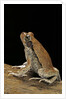 Schismaderma carens (red toad) by Anonymous