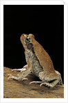 Schismaderma carens (red toad) by Anonymous