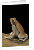 Schismaderma carens (red toad) by Anonymous