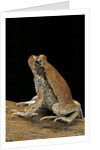 Schismaderma carens (red toad) by Anonymous