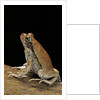 Schismaderma carens (red toad) by Anonymous