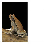 Schismaderma carens (red toad) by Anonymous