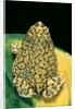 Anaxyrus debilis (green toad) by Anonymous