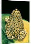 Anaxyrus debilis (green toad) by Anonymous