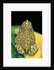Anaxyrus debilis (green toad) by Anonymous