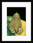 Anaxyrus debilis (green toad) by Anonymous