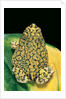Anaxyrus debilis (green toad) by Anonymous