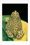 Anaxyrus debilis (green toad) by Anonymous
