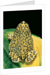 Anaxyrus debilis (green toad) by Anonymous