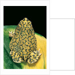 Anaxyrus debilis (green toad) by Anonymous