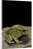 Amietophrynus garmani (Garman's toad) by Anonymous