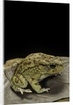 Amietophrynus garmani (Garman's toad) by Anonymous