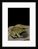 Amietophrynus garmani (Garman's toad) by Anonymous