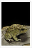 Amietophrynus garmani (Garman's toad) by Anonymous