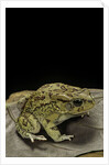 Amietophrynus garmani (Garman's toad) by Anonymous