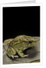 Amietophrynus garmani (Garman's toad) by Anonymous