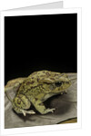 Amietophrynus garmani (Garman's toad) by Anonymous