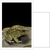 Amietophrynus garmani (Garman's toad) by Anonymous