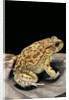 Amietophrynus garmani (Garman's toad) by Anonymous