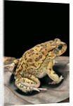 Amietophrynus garmani (Garman's toad) by Anonymous