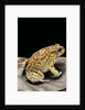 Amietophrynus garmani (Garman's toad) by Anonymous