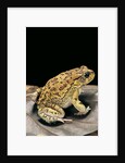 Amietophrynus garmani (Garman's toad) by Anonymous