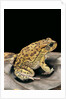 Amietophrynus garmani (Garman's toad) by Anonymous