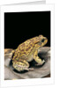 Amietophrynus garmani (Garman's toad) by Anonymous