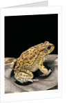 Amietophrynus garmani (Garman's toad) by Anonymous