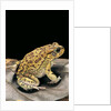 Amietophrynus garmani (Garman's toad) by Anonymous