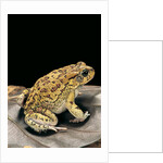 Amietophrynus garmani (Garman's toad) by Anonymous