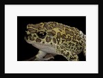 Bufo mauritanicus (berber toad) by Anonymous