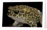 Bufo mauritanicus (berber toad) by Anonymous