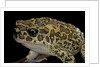 Bufo mauritanicus (berber toad) by Anonymous