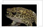 Bufo mauritanicus (berber toad) by Anonymous