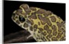 Bufo mauritanicus (berber toad) by Anonymous