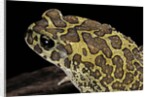 Bufo mauritanicus (berber toad) by Anonymous